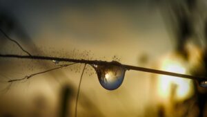 een waterdruppel op een tak 