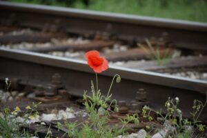 rode bloem op het spoor